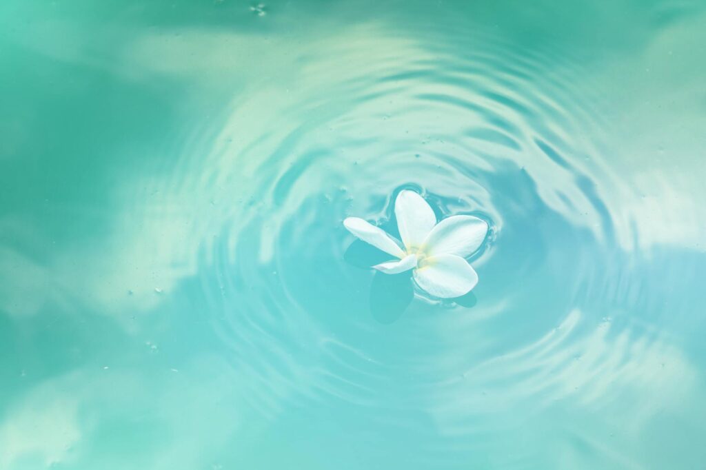 white plumeria flower on water